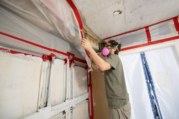 Best Basement Mold Removal  in Versailles, MO