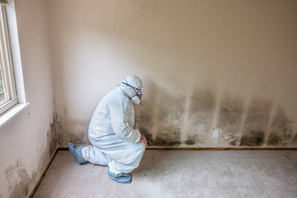 Best HVAC Mold Inspection and Cleaning  in Versailles, MO